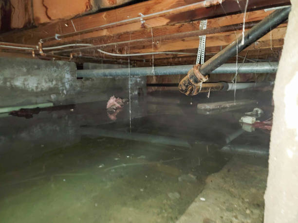 Best Carpet water damage restoration  in Trevorton, PA