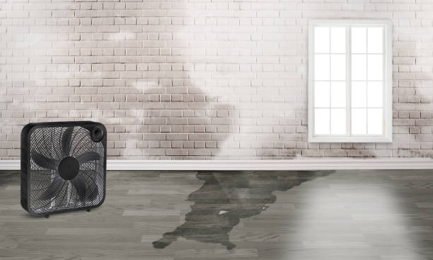 Best Water damage cleanup near me  in Trevorton, PA
